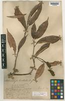 Syntype of Melanochyla bracteata King [family ANACARDIACEAE]