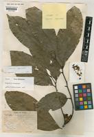 Isotype of Harpullia longipetala Leenh. [family SAPINDACEAE]