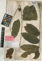 Harpullia crustacea Radlk. [family SAPINDACEAE]