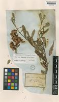 Isotype of Dodonaea illita F.Muell. [family SAPINDACEAE]