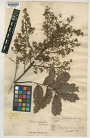 Type of Pavieasia annamensis Pierre [family SAPINDACEAE]