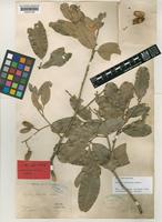 Isolectotype of Arytera chartacea Radlk. [family SAPINDACEAE]