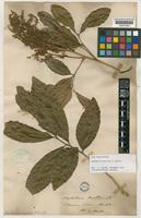 Isotype of Nephelium beckleri Benth. [family SAPINDACEAE]