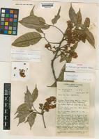Isotype of Sarcopteryx caudata Welzen [family SAPINDACEAE]