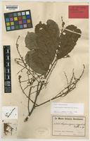 Syntype of Cupaniopsis oxypetala Radlk. [family SAPINDACEAE]