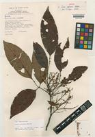 Isotype of Guioa sufusana Welzen [family SAPINDACEAE]