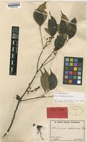 Paratype of Guioa subsericea Radlk. [family SAPINDACEAE]