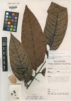 Isotype of Guioa grandifoliola Welzen [family SAPINDACEAE]