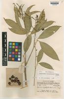 Lepisanthes senegalensis (Poir.) Leenh. [family SAPINDACEAE]