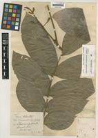 Type of Lepisanthes hirta Ridl. [family SAPINDACEAE]