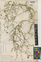 Haplophyllum tuberculatum (Forssk.) A. Juss. [family RUTACEAE]