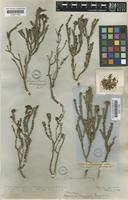 Geleznowia verrucosa Turcz. [family RUTACEAE]