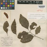 Isotype of Flindersia mazlini F.M.Bailey [family RUTACEAE]