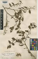 Ziziphus havilandii Ridl. [family RHAMNACEAE]