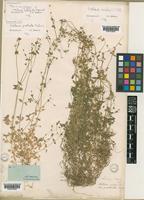 Stellaria prostrata Baldwin [family CARYOPHYLLACEAE]