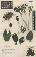 Type of Pavetta lebrunii Bremek. [family RUBIACEAE]