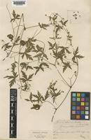 Geranium sibiricum unrecorded [family GERANIACEAE]