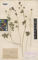 Neotype of Geranium orientalitibeticum R.Knuth [family GERANIACEAE]