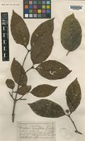 Nauclea officinalis (Pierre ex Pit.) Merr. & Chun [family RUBIACEAE]