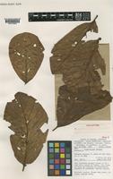 Holotype of Neonauclea ventricosa Ridsdale [family RUBIACEAE]
