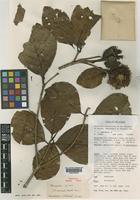 Holotype of Neonauclea acuminata Ridsdale [family RUBIACEAE]