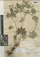 Isotype of Alchemilla viridiflora Rothm. [family ROSACEAE]