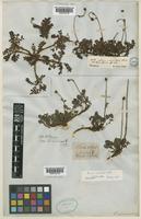 Acaena anserinifolia Druce [family ROSACEAE]