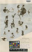 Syntype of Acaena microphylla Hook.f. [family ROSACEAE]