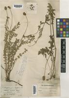 Sanguisorba minor unrecorded subsp. magnolii Briq. [family ROSACEAE]