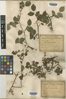 Rosa arvensis Roth [family ROSACEAE]