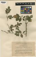 Rosa canina L. [family ROSACEAE]