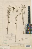 Saxifraga sibirica L. [family SAXIFRAGACEAE]