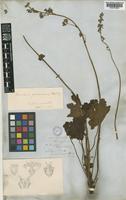 Type of Heuchera hispida Hook. & Arn. [family SAXIFRAGACEAE]