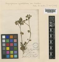 Chrysosplenium glechomifolium Nutt. [family SAXIFRAGACEAE]