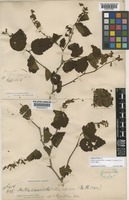 Neillia sinensis Oliver [family ROSACEAE]