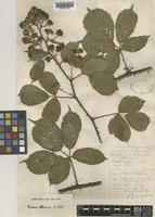 Type of Rubus anglicus Sabr. [family ROSACEAE]