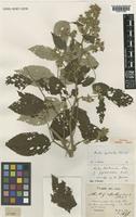 Isotype of Rubus borbonicus Pers. f. pyramidalis Gust. [family ROSACEAE]
