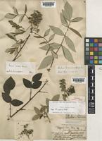 Holotype of Rubus indicus Thunb. [family ROSACEAE]