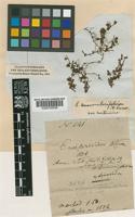 Epilobium nerterioides A.Cunn. [family ONAGRACEAE]