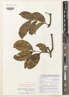 Isotype of Gilbertiodendron maximum Burgt & Wieringa [family LEGUMINOSAE-CAESALPINIOIDEAE]