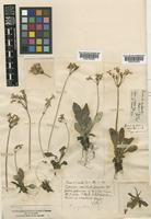 Type of Primula modesta Bisset & S.Moore [family PRIMULACEAE]