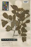 Type of Crataegus pubescens C.Presl f. stipulacea Stapf [family ROSACEAE]