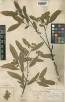 Type of Photinia lancifolia Rehder & E.H.Wilson [family ROSACEAE]