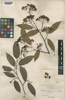 Photinia schneideriana Rehder & E.H.Wilson [family ROSACEAE]