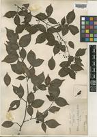 Photinia parvifolia C.K.Schneid. [family ROSACEAE]