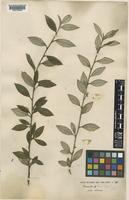 Cotoneaster turbinatus Craib [family ROSACEAE]