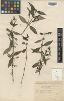 Type of Anotis trimera Craib [family RUBIACEAE]