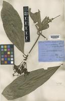 Syntype of Ixora multibracteata H.Pearson ex King & Gamble [family RUBIACEAE]