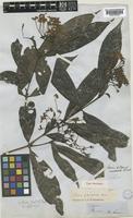 Type of Ixora polycephala Bremek. [family RUBIACEAE]