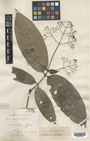 Type of Ixora trichandra Bremek. [family RUBIACEAE]
